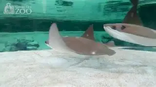 Stingray Bay Sneak Peak