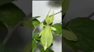 Phyllium philippinicus