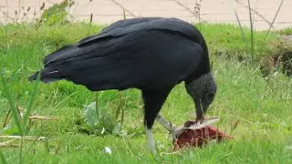 Vogelpark Avifauna - Vogelshow 2021