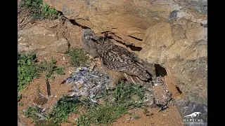 EAGLE OWL NESTING EVOLUTION - BELGIUM SPRING 2021