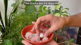 Love bird chicks 3 days old video