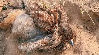 Male francolin playing mud 🔥🔥.. grey francolin pair 😘 enjoying bath 👍
