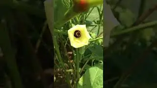 Hibiscus bee on Okra
