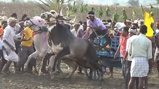 Powerful stud bull running Devagiri bullock cart race