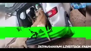 #livestock #love #farming #sheep #chicken #namakkal #pride #business