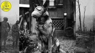 This Fearless Dog Was A WWI Hero &ndash; And The Number Of Lives He Saved Is Phenomenal