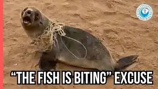 Another Entangled Seal Left to Suffer for Someone&rsquo;s Profit