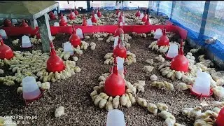 Poultry Chicks Feeding time Day-8 Video | Agro farm | Agriculture | Poultry Farmers Video 2025