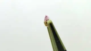 ピンクサファイア／0.44ct／5.22&times;4.02&times;2.50mm／H157-044【LiVES】