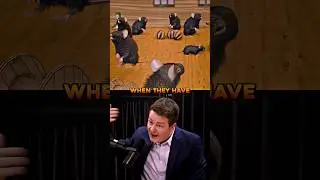 Rat Experiment Explains Addiction in 30 Seconds 😳| Joe Rogan