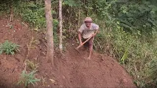 Hard Work: Hand-Hoeing the Soil for Organic Ginger _FarmersLife _Shorts