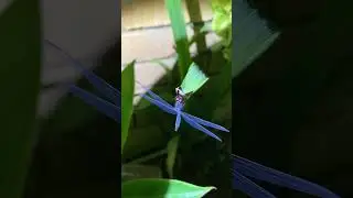 Dragonfly, red eyes, blue wings, blue body #nature #dragonfly #wings
