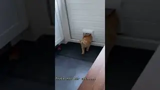 The cat went into the wrong house🤣🤣