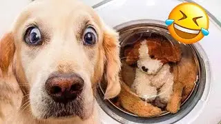 😺 Funny & Cute Animal Videos Compilaton Of The 2025 🤣