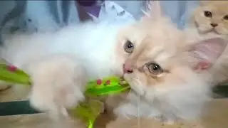 persian cat playing | persian kittens playing | funny persian cats playing 
