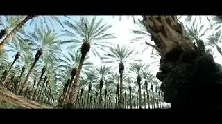 palm oil and dates harvesting machine, agri man lift