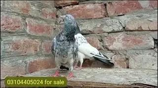 Mehro wala teddy breeder kabootar pair for sale Joker Pigeon Club | Punjab Da Shok