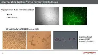 Primary Cell Systems: Offerings and Applications from basic biology and tissue..