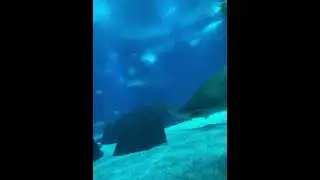 Big Shark in Lisbon