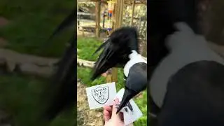 Trixie the Crow Picks Monday Night Football