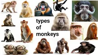 Types of monkeys || monkeys vocabulary || different types monkeys and ape 🦧||