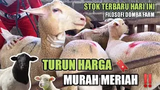 RIVIEW HARGA DOMBA STOK TERBARU PAKET BREEDING TERMURAH DI FILOSOFI DOMBA FARM BLITAR
