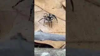 Twin-flagged jumping spider utilizes leaf litter 🍂 for hunting ants #forestecology