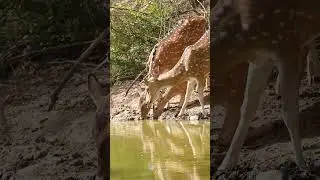 Ranthambore All Mix &ndash; Power of the Wild in Every Frame 🐯🦌🐻🌳 | Neel Sarkhedi