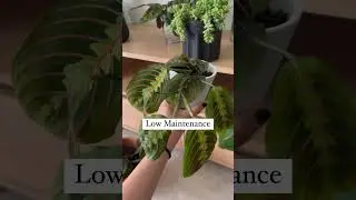 How To Care For Your Red Maranta House Plant