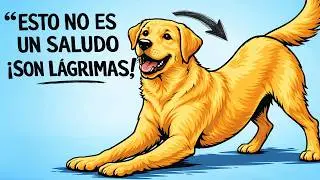 Si tu perro SE ESTIRA cuando te ve — ¡ESTO es lo que REALMENTE SIGNIFICA!