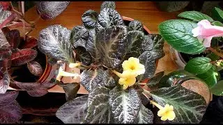 Houseplants in July 2019