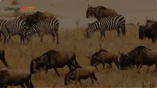 30 Best Places to Visit in Kenya - Travel Video and Guide
