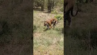 jungle safari tiger Naya Raipur Chhattisgarh #music #cg #tourism #jungali #nature #cgl #kids