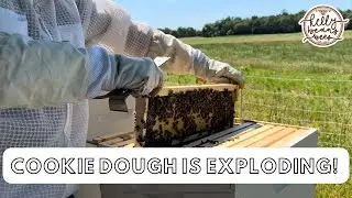 Cookie Dough Is Exploding!
