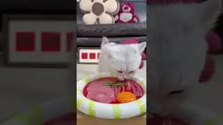Cute growth diary of kitten