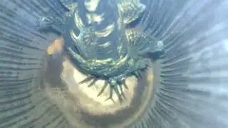 Bristlenose Ancistrus Male with fry 1/2