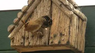 winterkoninkje