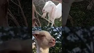 #goat #funny #sheep #. tech# support