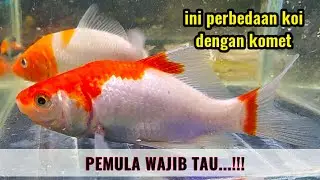 UNTUK PEMULA || Berikut perbedaan ikan koi dengan ikan komet (perbedaan fisik)