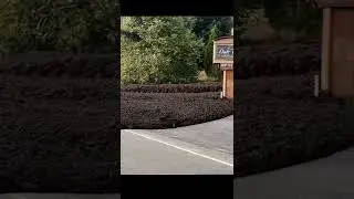 INSANE Flash Flood Debris Flow in Oak Glen, CA!! #shorts #short