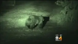 2 Attacked By Bear At Illegal Campsite In Durango