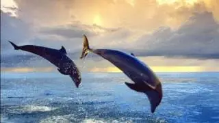 Epic Dolphin Dive Tomahawk Bankshot and More! (Dare Danielle Link Video)