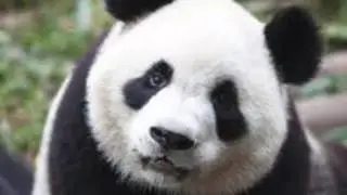 Uzi guapo ( panda remix )