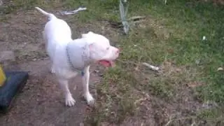 My all white pit bull