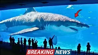 Scientists Said Megalodon Was Extinct, But This Secret Aquarium Photo Proved They Were Wrong!