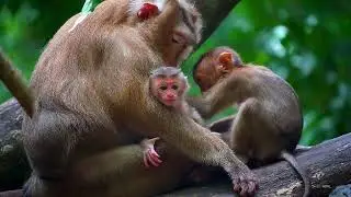 Newborn BABY RINA Clip Updated [Dec 9, 2025]