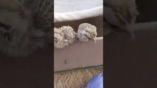 grey francolin chicks