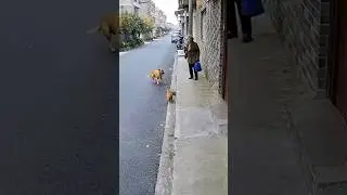 Hero Cat Saves Elderly Woman from Dog Attack | Real CCTV Footage
