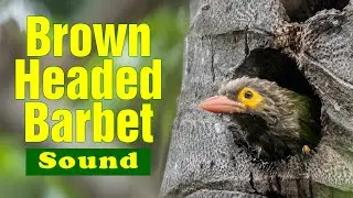Brown-headed barbet sound and call - Kutroo&hellip;Kura Kura communication of Barbets - Familiar bird sound