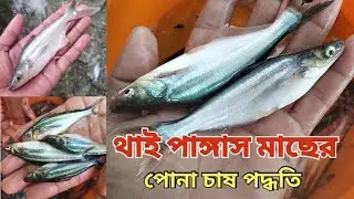 থাই পাঙ্গাস মাছের চাষ পদ্ধতি = Pangas maser Pona Case = সল্প মুল্যে পোনা কিনুন।